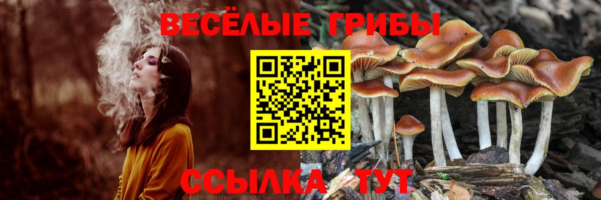 Псилоцибиновые грибы мицелий Сосновоборск